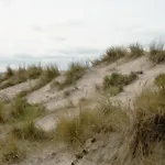 The White Coast
